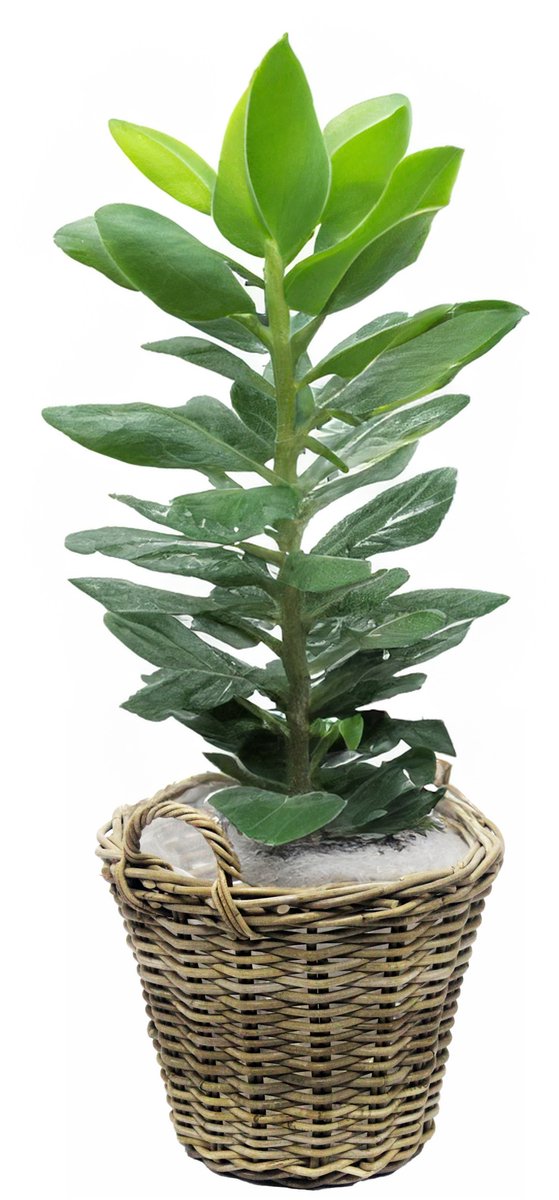 Van der Leeden Planten/bloemen mand met hengsels - rotan gevlochten - D42 x H32 cm - plantenpot - plantenmand