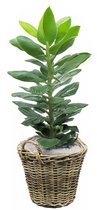 Van der Leeden Planten/bloemen mand met hengsels - rotan gevlochten - D42 x H32 cm - plantenpot - plantenmand