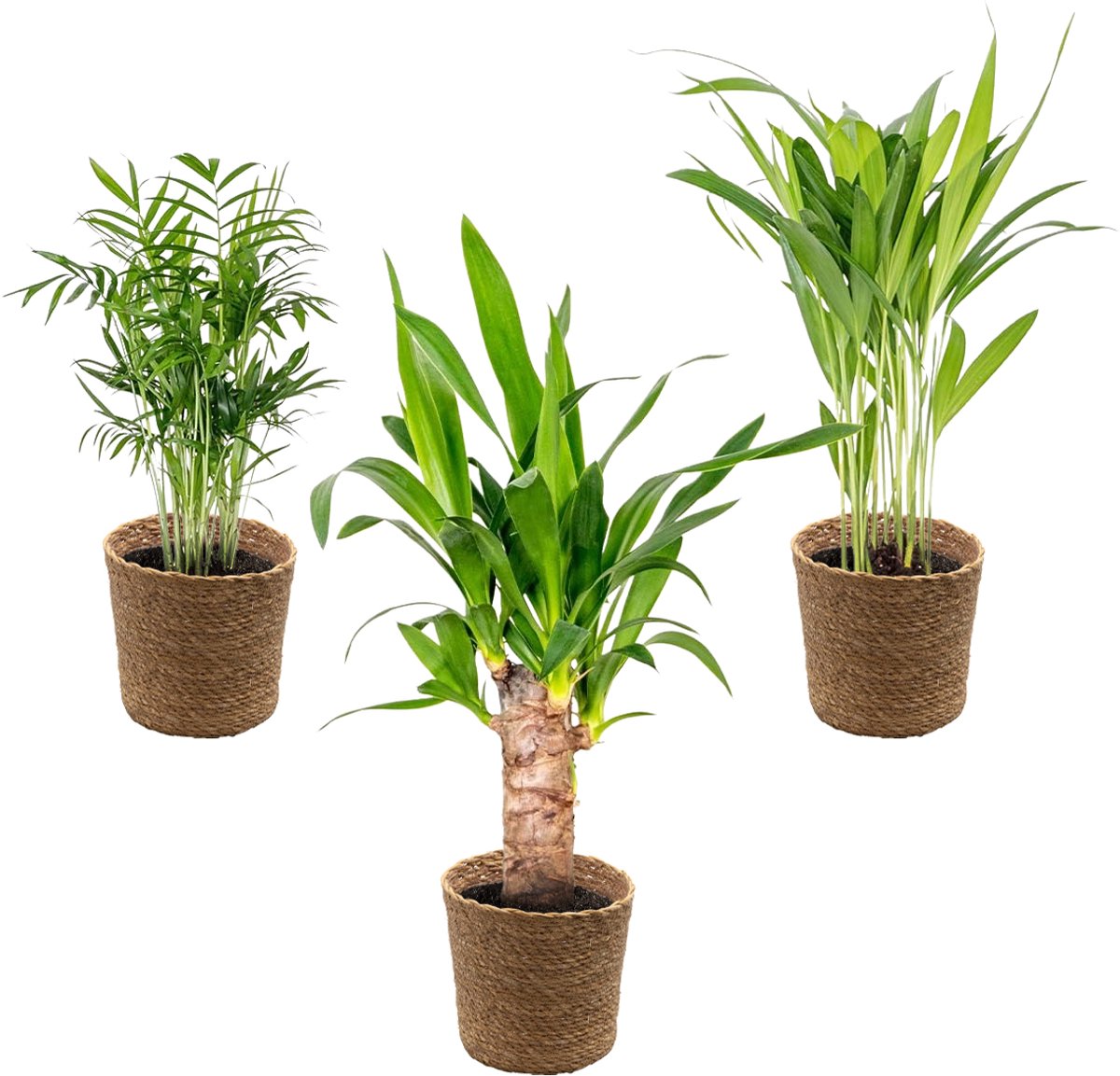 Bol.com Bloomique - Set van 3 - Tropische Palmen Mix Incl. Zeegras Mand – Onderhoudsvriendelijk - 20-45 cm - Pot 12 cm - Hoogte ... aanbieding
