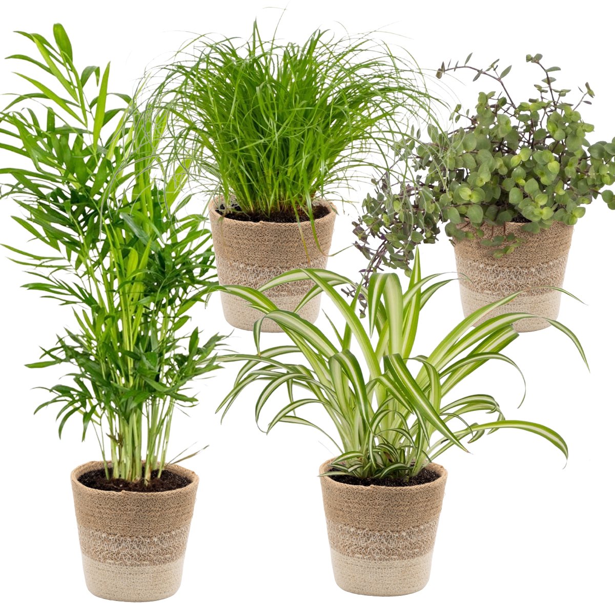 Bol.com Bloomique - Mix van 4 - Huisdiervriendelijke Mix - Cyprus Zumula - Callisia - Chamaedorea - Chlorophytum - Kamerplanten ... aanbieding