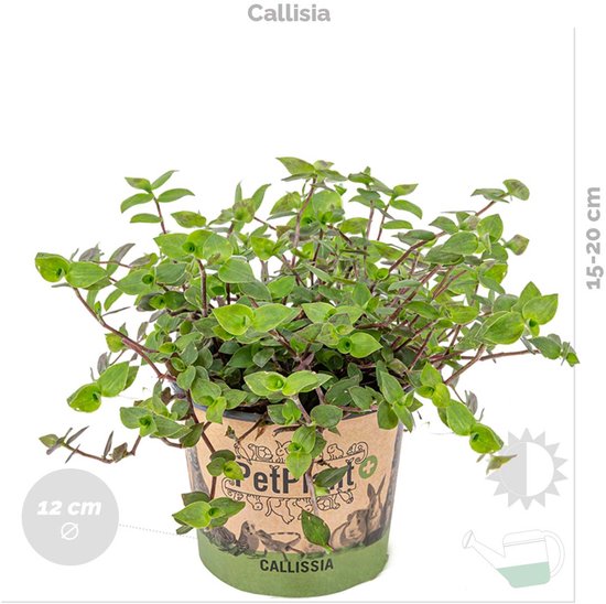 4x Air purifying mix incl. Basket Naturel P12 H45 4x Air purifying mix incl. Basket Naturel P12 H45