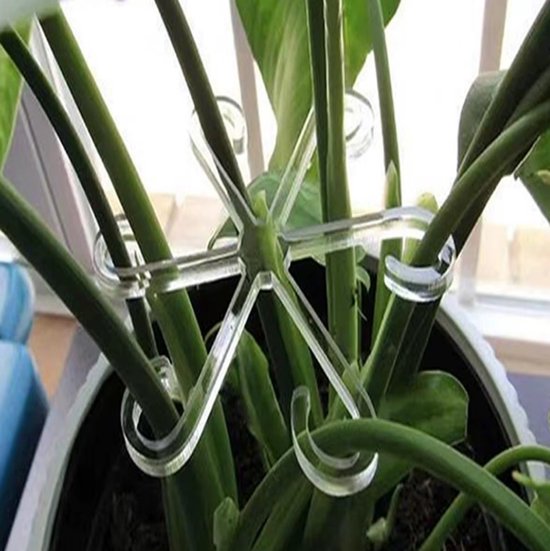 Doorzichtige plastic plantenbeugel ondersteunt meerdere stelen van een plant met dikke groene bladeren.