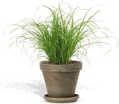 DutchLeafs Cyperus Zumula Kattengras in Terracotta Bloempot Basalt - 1 Stuk - Kwekerspot 12 cm - Hoogte: 20-25 cm - Kamerplant - Diervriendelijke Plant voor Binnen