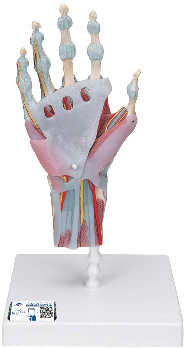 Handskeletmodel met spieren en banden - Anatomisch Anatomiemodel met gratis app