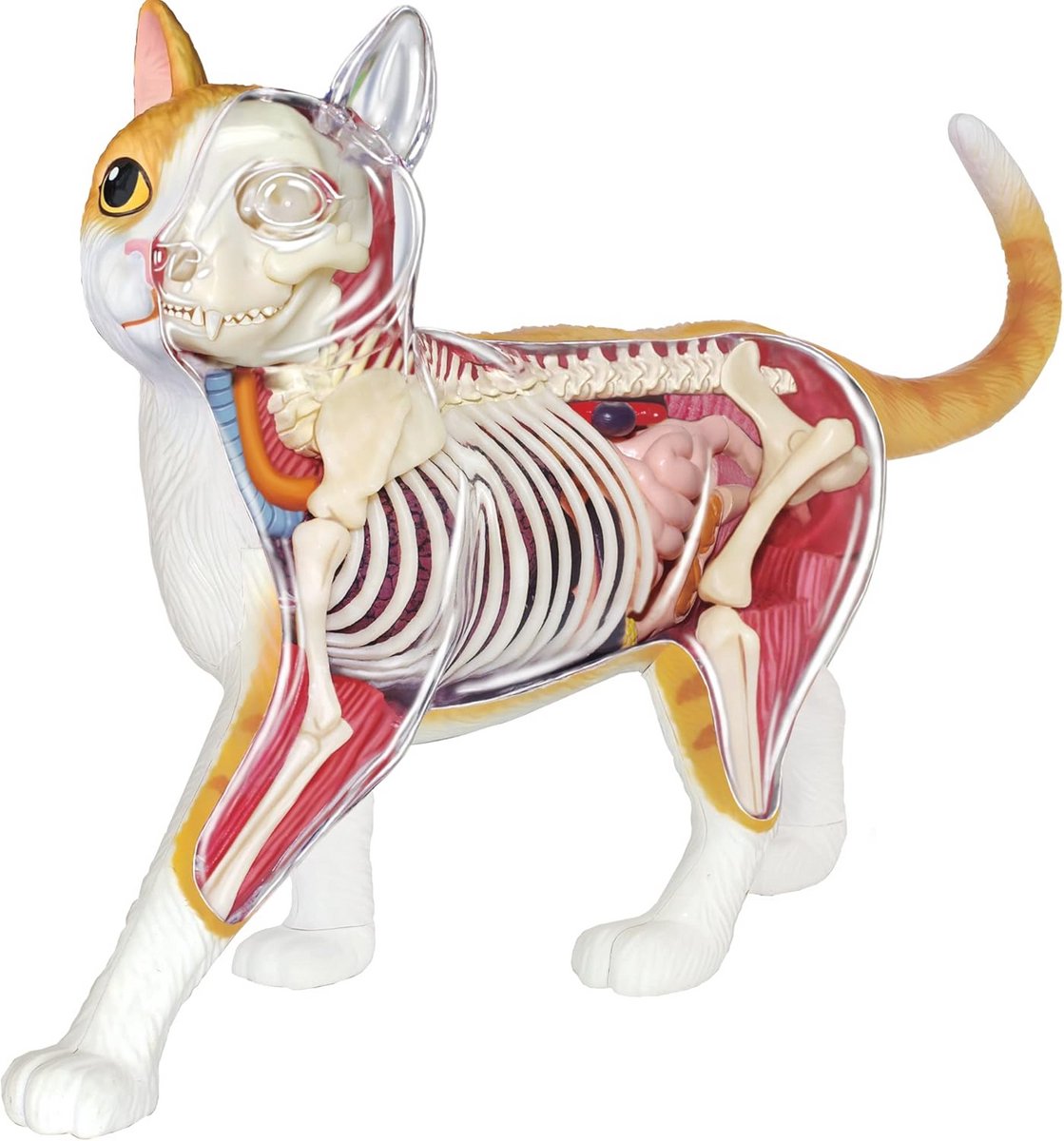 Realistisch Dierenmodel - Zoölogie Montage Set voor Kinderen - Educatieve Quiz en Handleiding - Onderwijs Speelgoed voor 8+