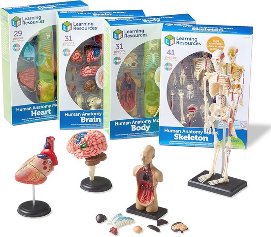 Anatomie Modellen Set voor Onderwijs - Miniatuur Menselijk Lichaam en Organen