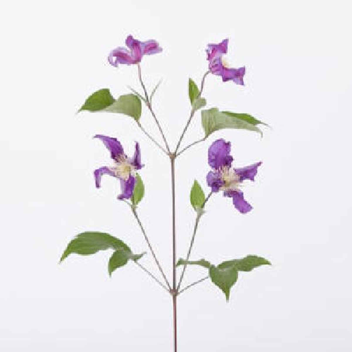 10x Clematis blue pirouette 70cm