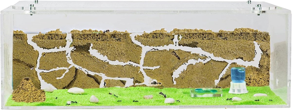 Natuurlijke mierenboerderij van zand | Grote acryl startset 30x15x10 cm met mierenkolonie