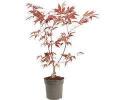 Plant in a Box - Japanse esdoorn - Acer palmatum 'Atropurpureum' - Hoogte 25-40cm - Potmaat 10,5cm - boom - rood