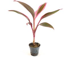 Aquaflora Cordyline Red Edge | in 5 cm pot