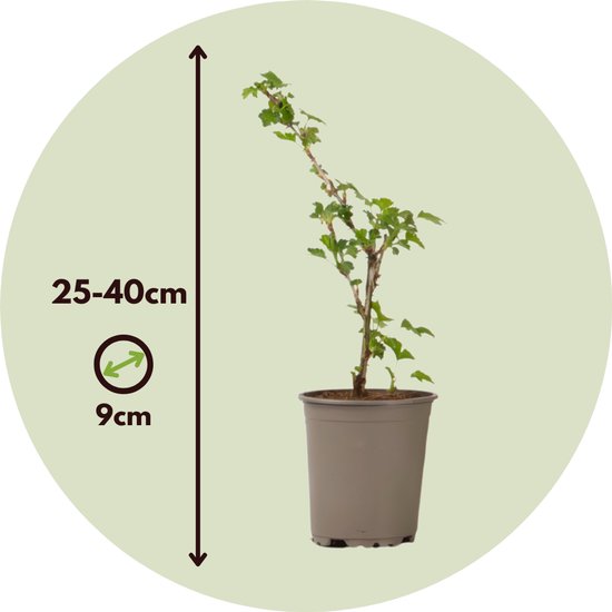 Kruisbesplantje van 25-40cm hoog in een pot van 9cm.