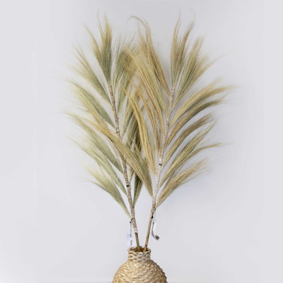 Rayung Gras Pluimen Blond - 3 Stuks - Decoratieve Pluimen - 2m - Handgemaakt