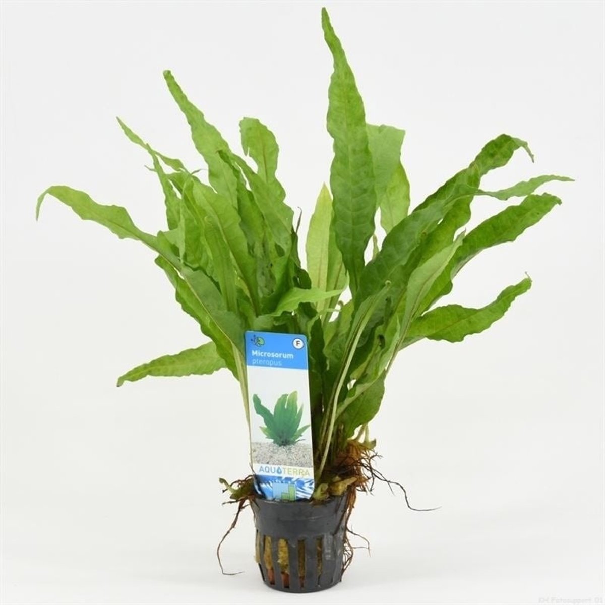 Aquaflora Microsorum Pteropus | Javavaren | In 9CM pot