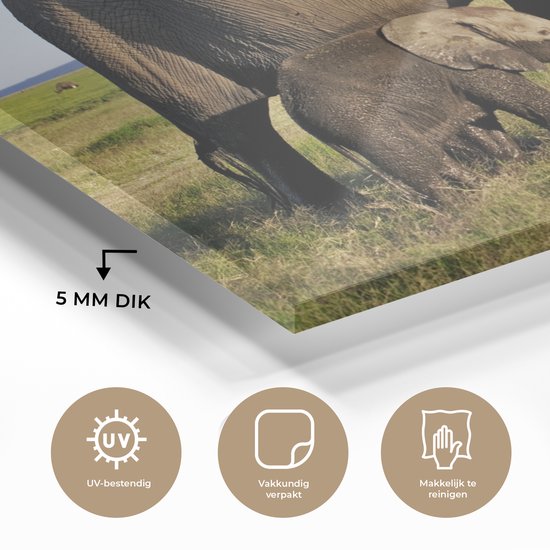 MuchoWow® Peinture sur verre 120x80 cm - Peinture sur verre acrylique - Éléphant - Animaux - Prairie - Vert - Grijs - Photo sur verre - Peintures
