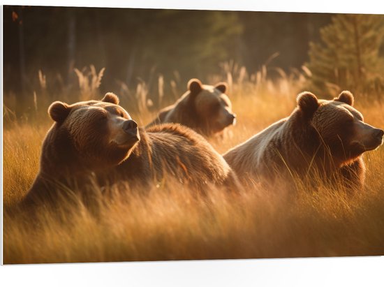 PVC Schuimplaat - Bruine beren in bruin gekleurd hoog gras - 105x70 cm Foto op PVC Schuimplaat (Met Ophangsysteem)