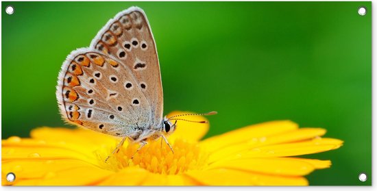 Tuinposter - Vlinders - Insecten - Bloem - Geel - Tuindoeken voor buiten - 80x40 cm - Tuin