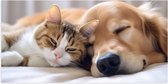 Poster (Mat) - Hond en kat liggen tegen elkaar aan te slapen - 100x50 cm Foto op Posterpapier met een Matte look