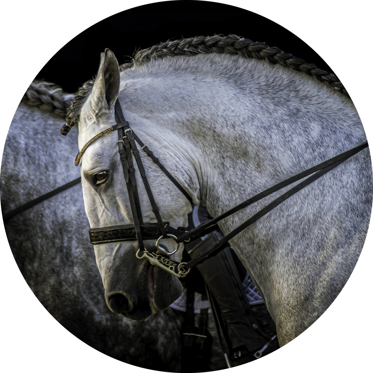 WyArt - Kunst aan de muur - dieren - caballo moteado - 1000x1000 - acrylaat - 4mm