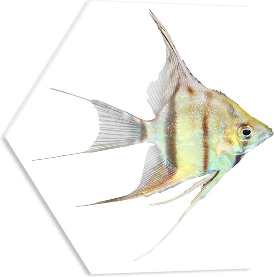 PVC Schuimplaat Hexagon - Zijaanzicht van Maanvis tegen Witte Achtergrond - 50x43.5 cm Foto op Hexagon (Met Ophangsysteem)