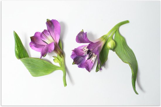 Poster Glanzend – Bloemen - Liggend - Paars - 90x60 cm Foto op Posterpapier met Glanzende Afwerking