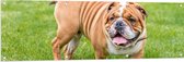 Tuinposter – Rimpelige Engelse Bulldog in het Grasveld - 150x50 cm Foto op Tuinposter (wanddecoratie voor buiten en binnen)