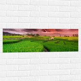 Muursticker - Roze Wolkenveld boven Bloeiende Rijstvelden - 90x30 cm Foto op Muursticker