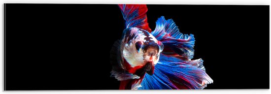 Dibond - Vis met Rode, Blauwe en Witte Kleuren tegen Zwarte Achtergrond - 60x20 cm Foto op Aluminium (Met Ophangsysteem)