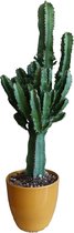 Outletplant - Euphorbia Cactus - Kamerplant - pot 19cm - Hoogte 80cm