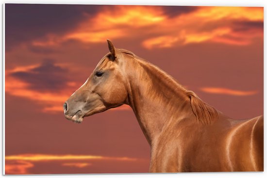 PVC Schuimplaat - Zijaanzicht van Glanzend Bruin Paard onder Oranje Gloed in de Lucht - 60x40 cm Foto op PVC Schuimplaat (Met Ophangsysteem)