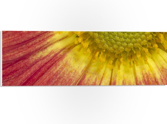PVC Schuimplaat - Close-up van Gele Stamper van Rode Bloem - 60x20 cm Foto op PVC Schuimplaat (Met Ophangsysteem)