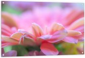 Tuinposter – Close-up van Roze Bloemblaadjes - 120x80 cm Foto op Tuinposter (wanddecoratie voor buiten en binnen)