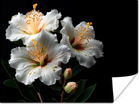 Poster Fleurs - Wit - Hibiscus - Nature - Zwart - 160x120 cm XXL
