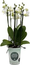 Papicco BASIC CHIC Mary- Orchidee - 6-tak - Phalaenopsis - Wit