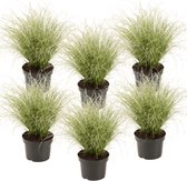 Plant in a Box - Carex Amazon Mist - Set van 6 - Pot 10,5 - Hoogte 15-25cm