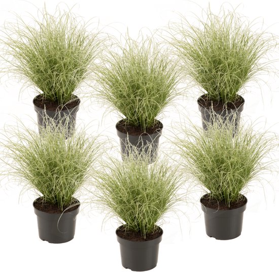 Foto: Plant in a box carex amazon mist set van 6 pot 10 5 hoogte 15 25cm