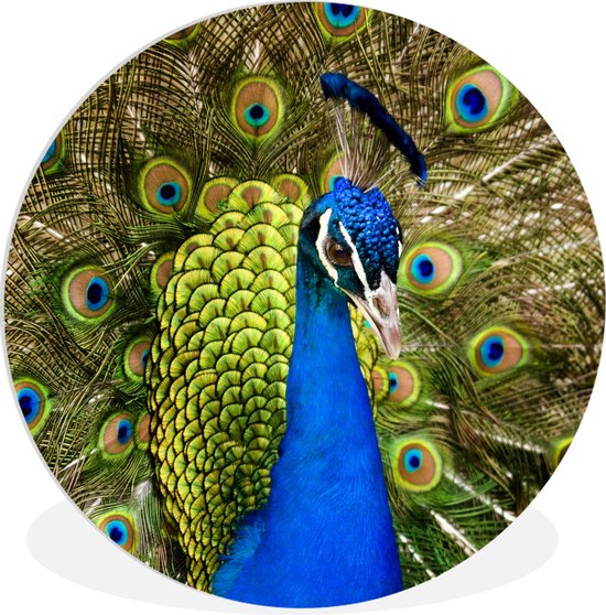 Cercle mural animaux - Paon - Plumes de paon - Vert - Blauw - Cercle mural intérieur - Décoration chambre - Tableaux ronds - Décoration murale ronde - 150x150 cm - Salon