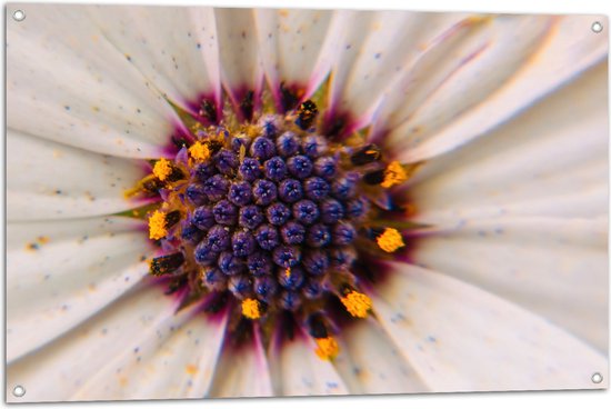 Tuinposter – Close-up van Paarse Stamper van Witte Bloem - 105x70 cm Foto op Tuinposter (wanddecoratie voor buiten en binnen)