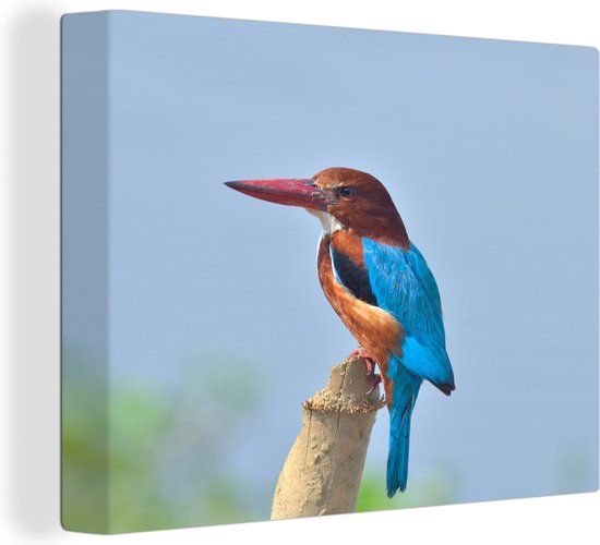 Tableau sur toile Martin-pêcheur de Smyrne dans sa pose caractéristique - 120x90 cm - Décoration murale
