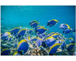 Poster Glanzend – School Witborstdokers Vissen Zwemmend op de Bodem van de Zee - 75x50 cm Foto op Posterpapier met Glanzende Afwerking