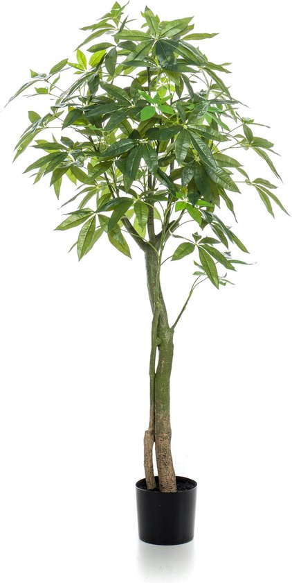 Pachira Aquatica - Set de 2 - 'Arbre à argent' - Pot 17cm - Hauteur 60-70cm