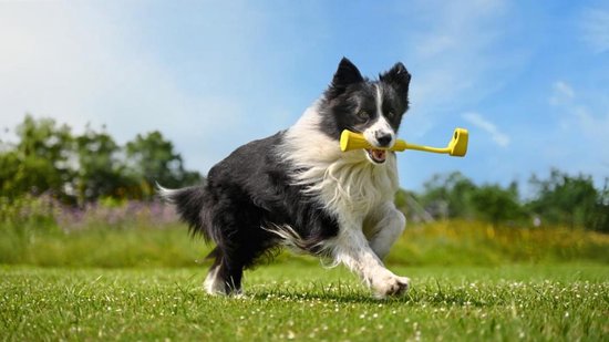 Zwart-witte bordercollie rent over gras met geel speeltje in bek.