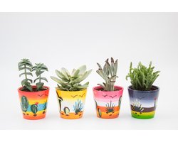 Ikhebeencactus | Set 4 stuks | Cactus en vetplanten mix in Happy Mexicana sierpot|  10-14 cm