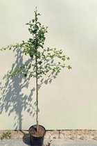 Jonge Tweestijlige Meidoorn boom | Crataegus laev. 'Rosea Flore Pleno' | 150-200cm hoogte
