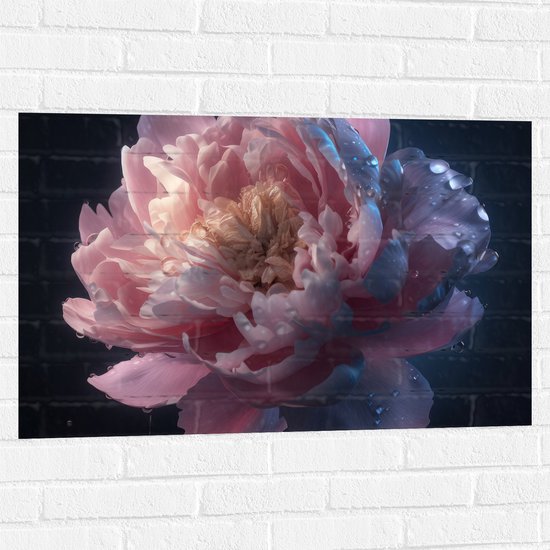 Foto: Muursticker mooie roze pioenroos onder waterdruppels 90x60 cm foto op muursticker