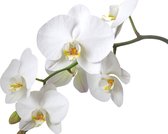 Fotobehang - Vlies Behang - Witte Orchidee - 208 x 146 cm