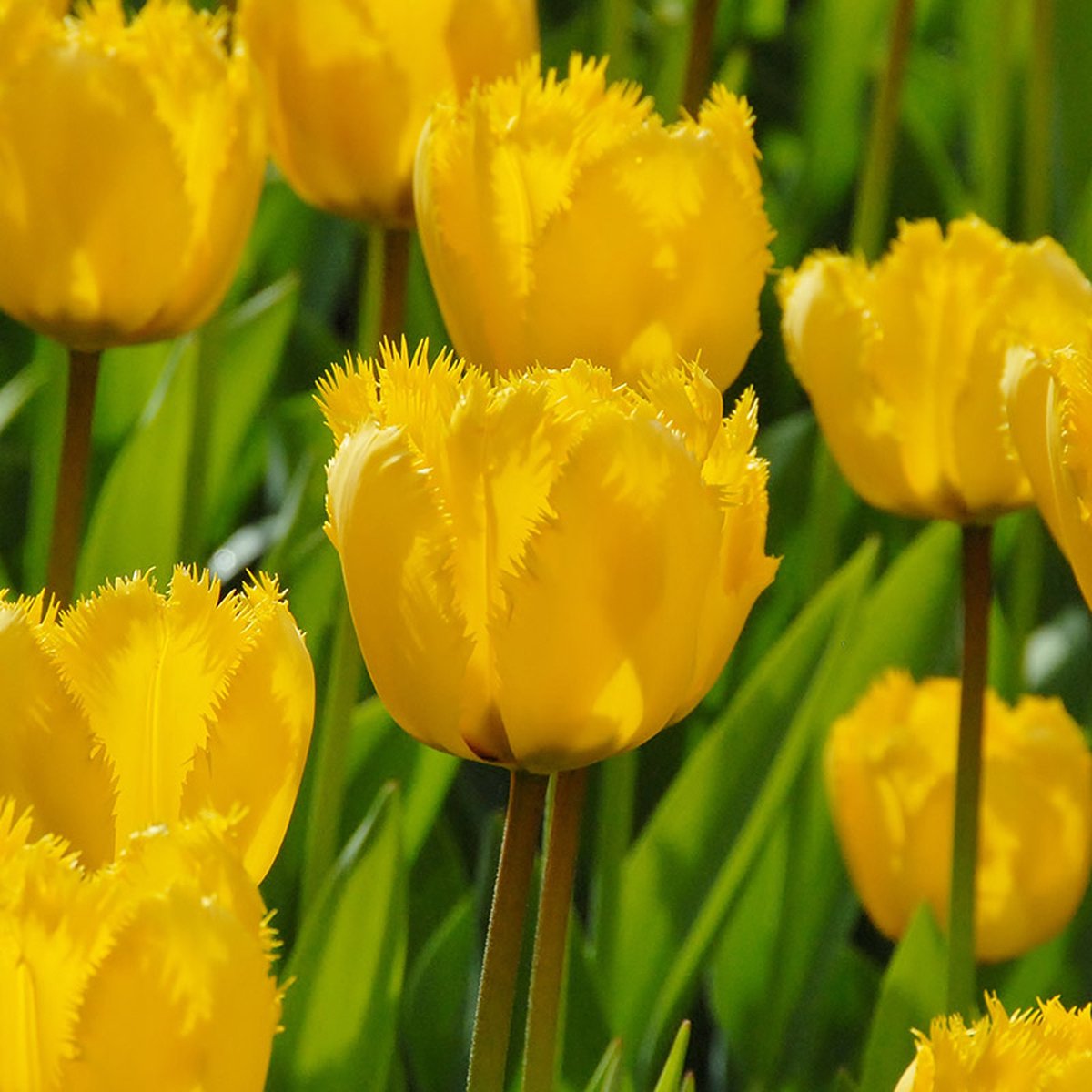 Tulp Crystal Star® | 10 stuks | Gefranjerd | Geel | Tulpenbollen