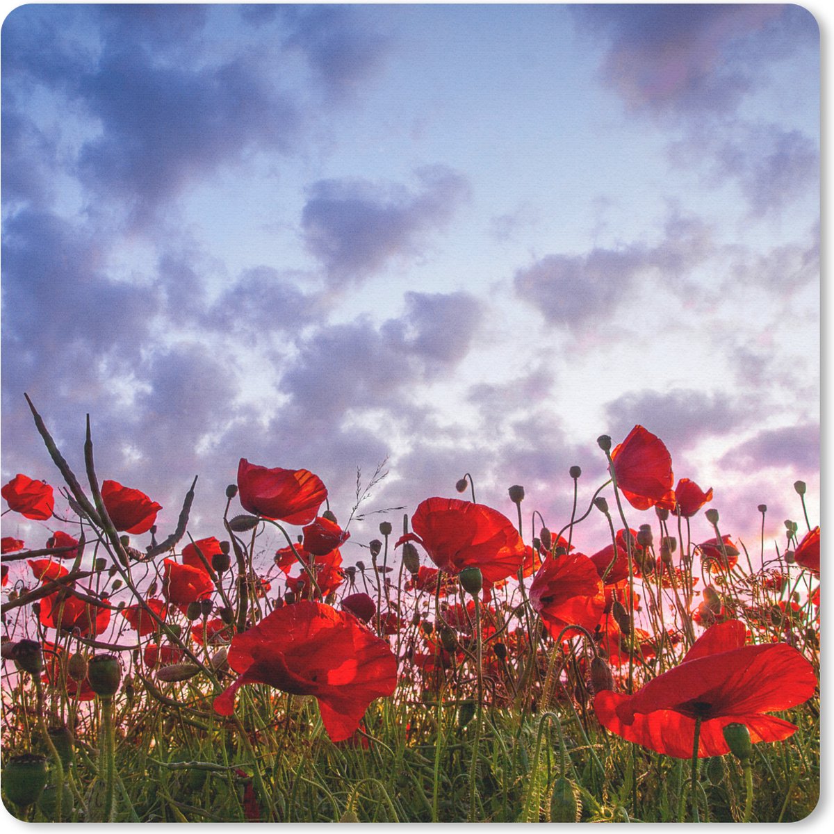 Muismat 30x30 cm - Mousepad Panorama van een kleurrijk veld klaprozen - Muismatten