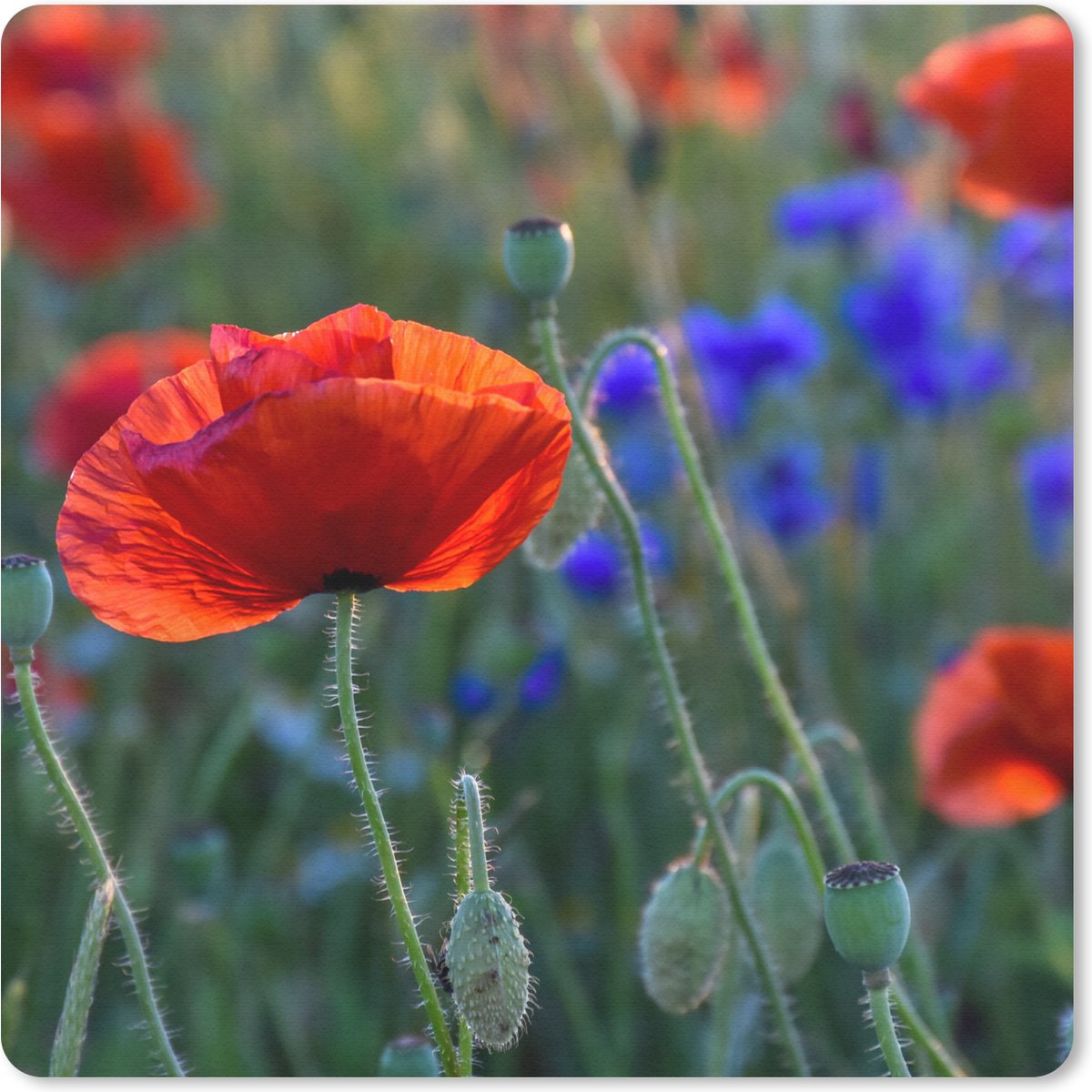 Muismat 30x30 cm - Mousepad Kleurrijke Klaprozen in Nederland - Muismatten