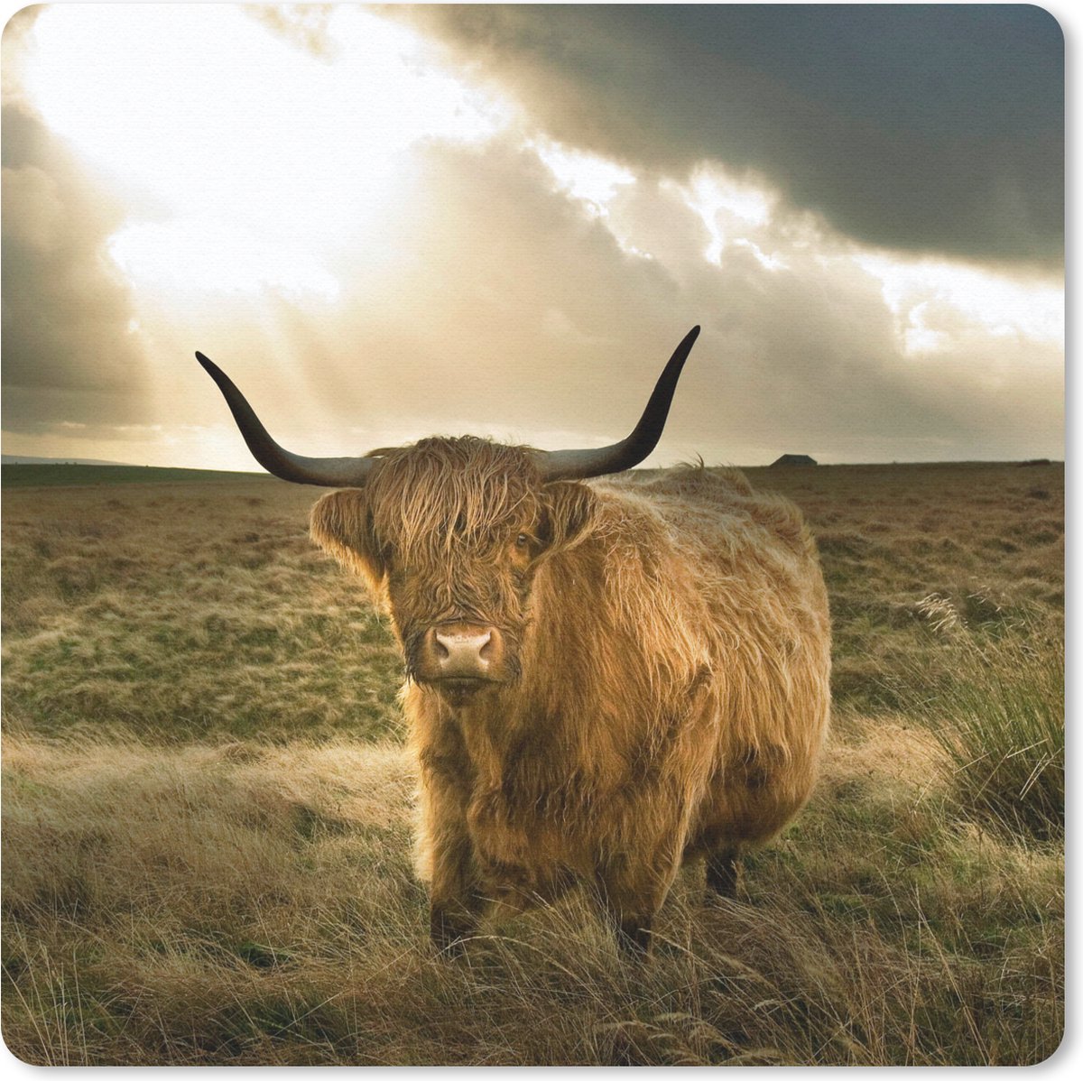 Muismat 20x20 cm - Mousepad Schotse hooglander - Zon - Gras - Muismatten