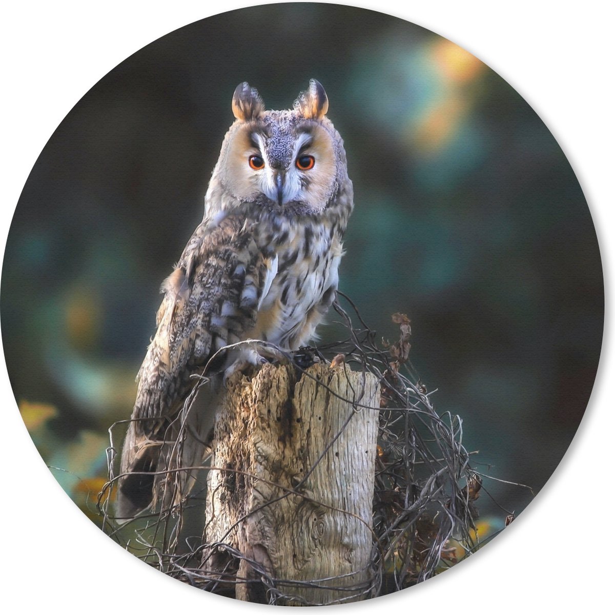 Muismat rond 20x20 cm - Mousepad Uil - Herfst - Vogel - Takken - Ronde muismatten